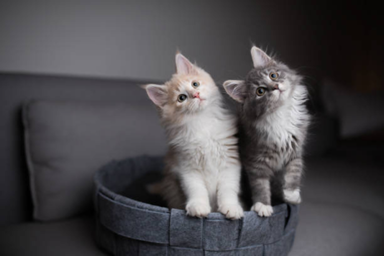 Adopting a Maine Coon: What You Need to Know Before Bringing Them Home