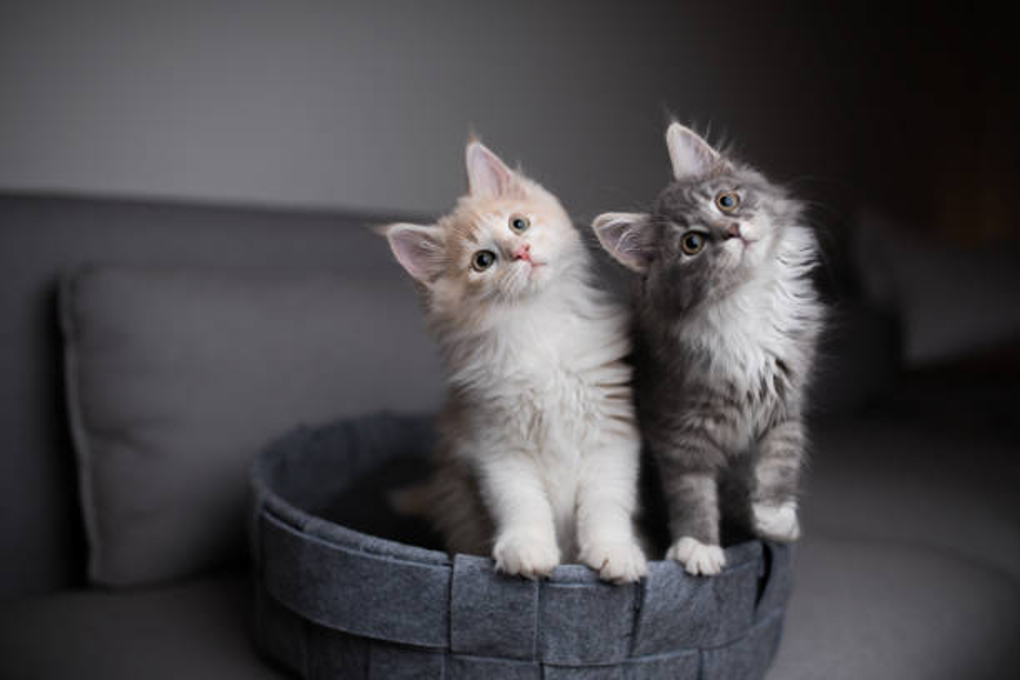 Adopting a Maine Coon