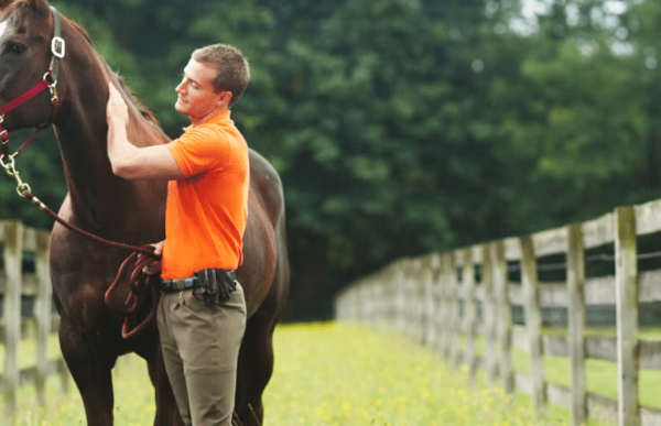 Essential Equine First Aid Skills Every Horse Owner Should Know