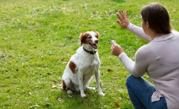 Cultivating Canine Companions: Your Ultimate Guide to Dog Training
