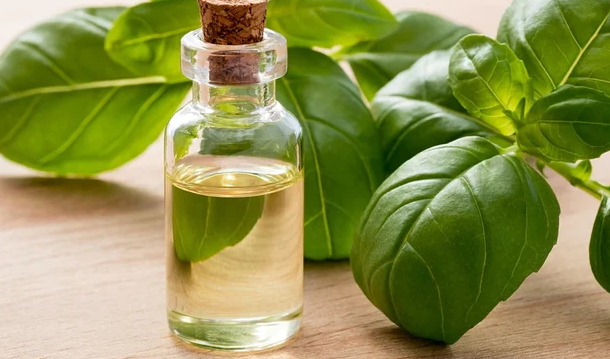 The Surprising Benefits of Basil Essential Oil for Your Health and Wellness
