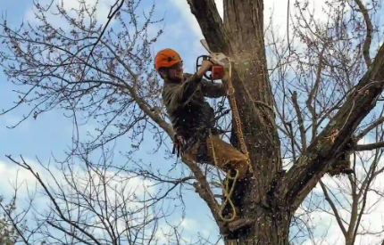 Comprehensive Guide to Tree Services in Martinsburg
