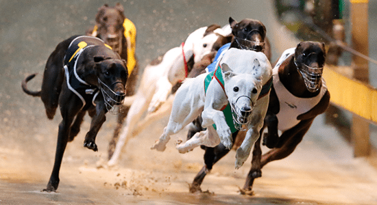 Strategies for Successful Greyhound Racing Betting: Tips from the Pros