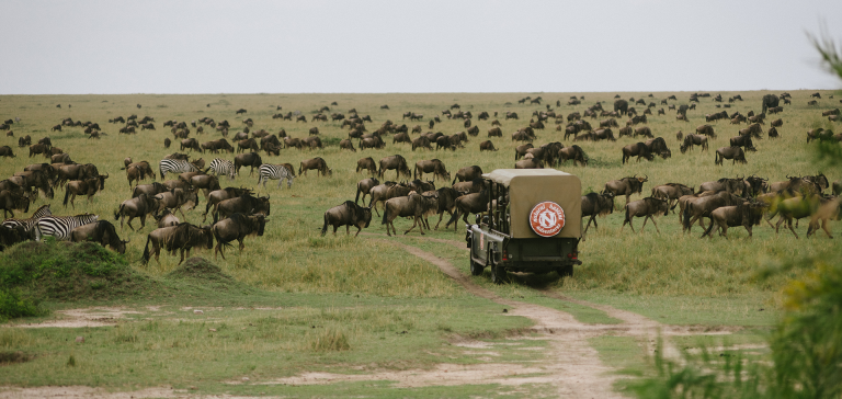 Looking for a Safari Trip That Will Change the Way You View Wildlife? Book Your Tickets to Serengeti Now!